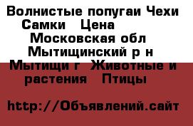 Волнистые попугаи Чехи Самки › Цена ­ 5 000 - Московская обл., Мытищинский р-н, Мытищи г. Животные и растения » Птицы   